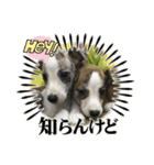 whippet 大也（個別スタンプ：24）