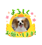 僕達仲良しパピヨン.ピット＆レオ（個別スタンプ：2）