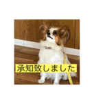僕達仲良しパピヨン.ピット＆レオ（個別スタンプ：6）