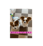 僕達仲良しパピヨン.ピット＆レオ（個別スタンプ：7）