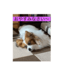 僕達仲良しパピヨン.ピット＆レオ（個別スタンプ：8）
