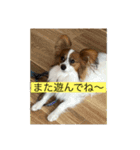 僕達仲良しパピヨン.ピット＆レオ（個別スタンプ：9）