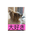僕達仲良しパピヨン.ピット＆レオ（個別スタンプ：13）