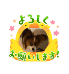 僕達仲良しパピヨン.ピット＆レオ（個別スタンプ：14）