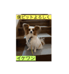僕達仲良しパピヨン.ピット＆レオ（個別スタンプ：16）