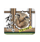 team ゆっくらぷぷみ（個別スタンプ：5）
