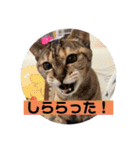 team ゆっくらぷぷみ（個別スタンプ：10）