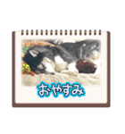 team ゆっくらぷぷみ（個別スタンプ：11）