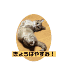 team ゆっくらぷぷみ（個別スタンプ：14）