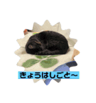 team ゆっくらぷぷみ（個別スタンプ：15）