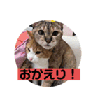 team ゆっくらぷぷみ（個別スタンプ：22）