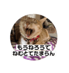 team ゆっくらぷぷみ（個別スタンプ：24）