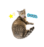 使いやすいキジトラ猫のスタンプ（個別スタンプ：2）