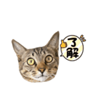 使いやすいキジトラ猫のスタンプ（個別スタンプ：7）