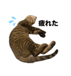 使いやすいキジトラ猫のスタンプ（個別スタンプ：9）