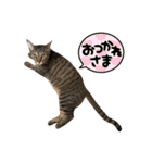 使いやすいキジトラ猫のスタンプ（個別スタンプ：11）