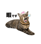 使いやすいキジトラ猫のスタンプ（個別スタンプ：12）