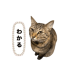 使いやすいキジトラ猫のスタンプ（個別スタンプ：13）