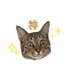 使いやすいキジトラ猫のスタンプ（個別スタンプ：14）