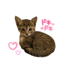 使いやすいキジトラ猫のスタンプ（個別スタンプ：16）