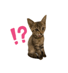 使いやすいキジトラ猫のスタンプ（個別スタンプ：24）