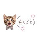 日常で使える♡ねこの吹き出しメッセージ（個別スタンプ：3）