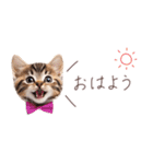 日常で使える♡ねこの吹き出しメッセージ（個別スタンプ：5）