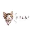日常で使える♡ねこの吹き出しメッセージ（個別スタンプ：11）