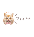 日常で使える♡ねこの吹き出しメッセージ（個別スタンプ：12）