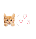 日常で使える♡ねこの吹き出しメッセージ（個別スタンプ：13）