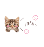 日常で使える♡ねこの吹き出しメッセージ（個別スタンプ：16）