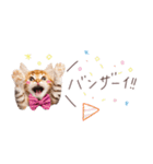 日常で使える♡ねこの吹き出しメッセージ（個別スタンプ：17）