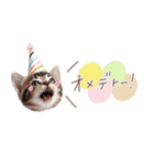 日常で使える♡ねこの吹き出しメッセージ（個別スタンプ：18）
