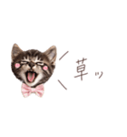 日常で使える♡ねこの吹き出しメッセージ（個別スタンプ：23）