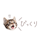 日常で使える♡ねこの吹き出しメッセージ（個別スタンプ：26）