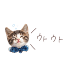 日常で使える♡ねこの吹き出しメッセージ（個別スタンプ：30）
