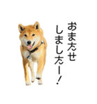 日常的な会話をする柴犬_5（個別スタンプ：1）