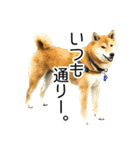 日常的な会話をする柴犬_5（個別スタンプ：2）