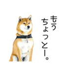 日常的な会話をする柴犬_5（個別スタンプ：3）