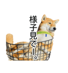 日常的な会話をする柴犬_5（個別スタンプ：4）