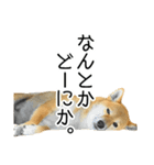 日常的な会話をする柴犬_5（個別スタンプ：5）