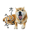 日常的な会話をする柴犬_5（個別スタンプ：6）