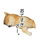 日常的な会話をする柴犬_5（個別スタンプ：7）