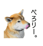 日常的な会話をする柴犬_5（個別スタンプ：8）