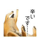 日常的な会話をする柴犬_5（個別スタンプ：9）