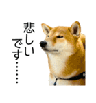 日常的な会話をする柴犬_5（個別スタンプ：10）