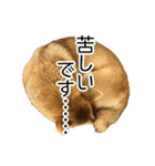 日常的な会話をする柴犬_5（個別スタンプ：11）