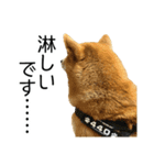 日常的な会話をする柴犬_5（個別スタンプ：12）