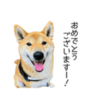 日常的な会話をする柴犬_5（個別スタンプ：13）