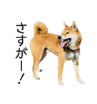 日常的な会話をする柴犬_5（個別スタンプ：14）